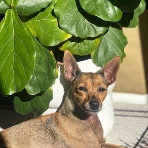 Meet your Posher, Xinyan